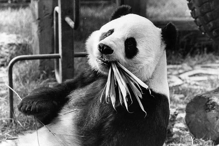 История из жизни гигантских панд