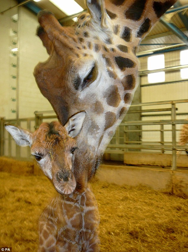 Тайная беременность жирафа