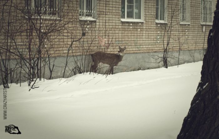 Спасение олененка на улицах Ярославля (43 фото)
