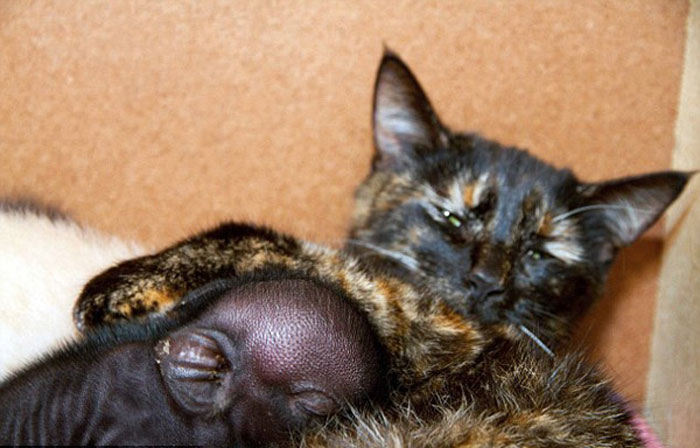 Кошка стала мамой для поросенка!