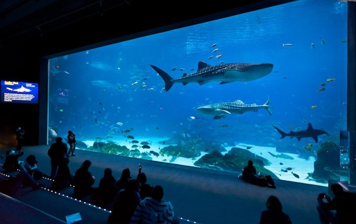 Самый большой аквариум в мире (26 фото)