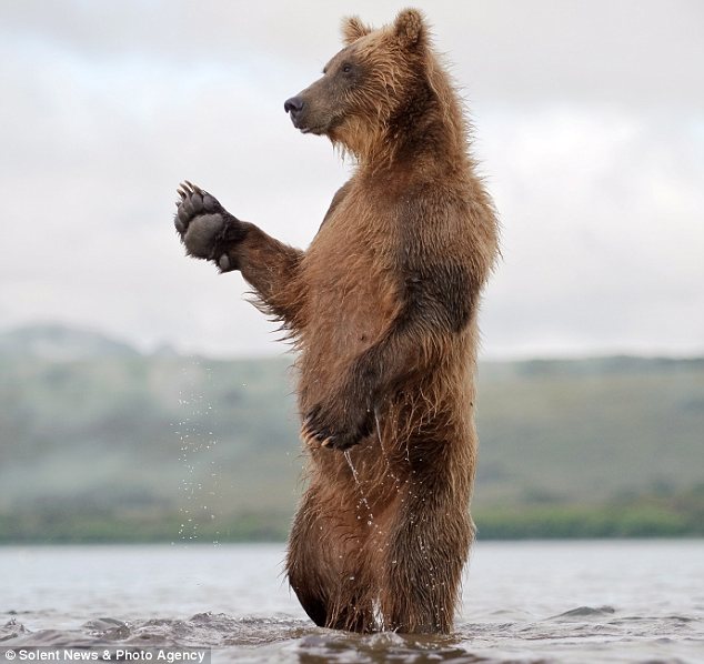 Замечательные фотографии медведей