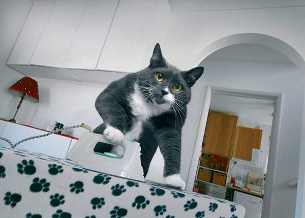 Кошка домохозяйка