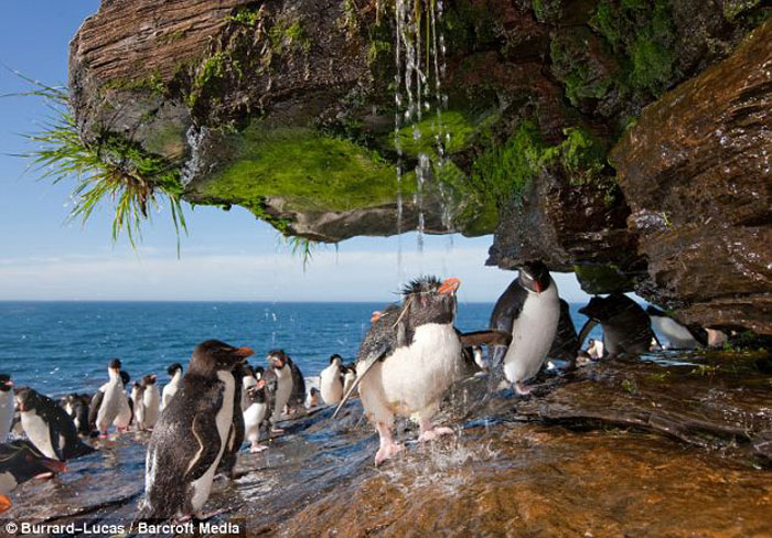 Пингвины принимают душ