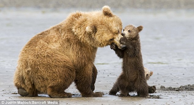 Забавная семейка медведей