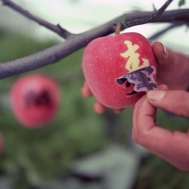 Яблоки с иероглифами из Японии
