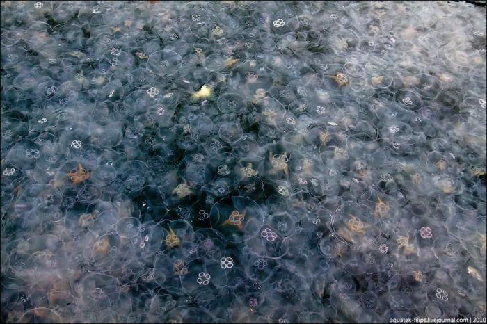 Нашествие медуз в бухте Балаклавы