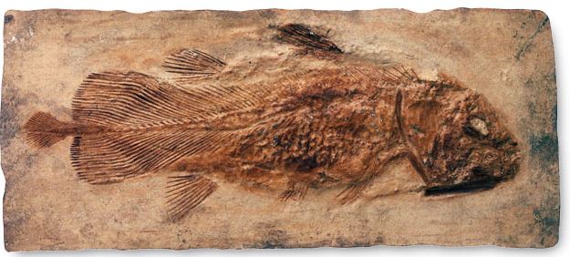 Очень древняя рыба - латимерия