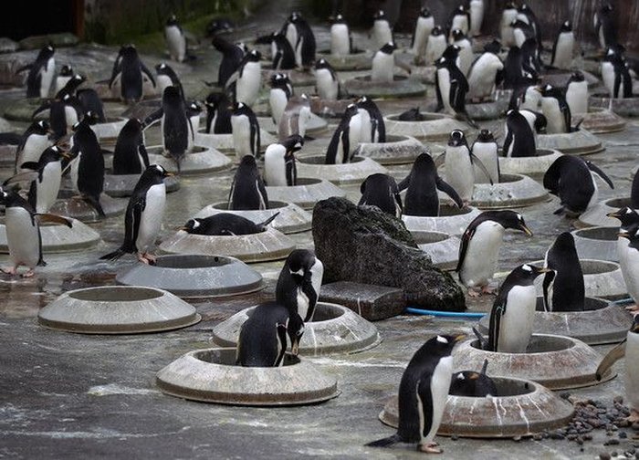 "Квартиры" для пингвинов (13 фото)