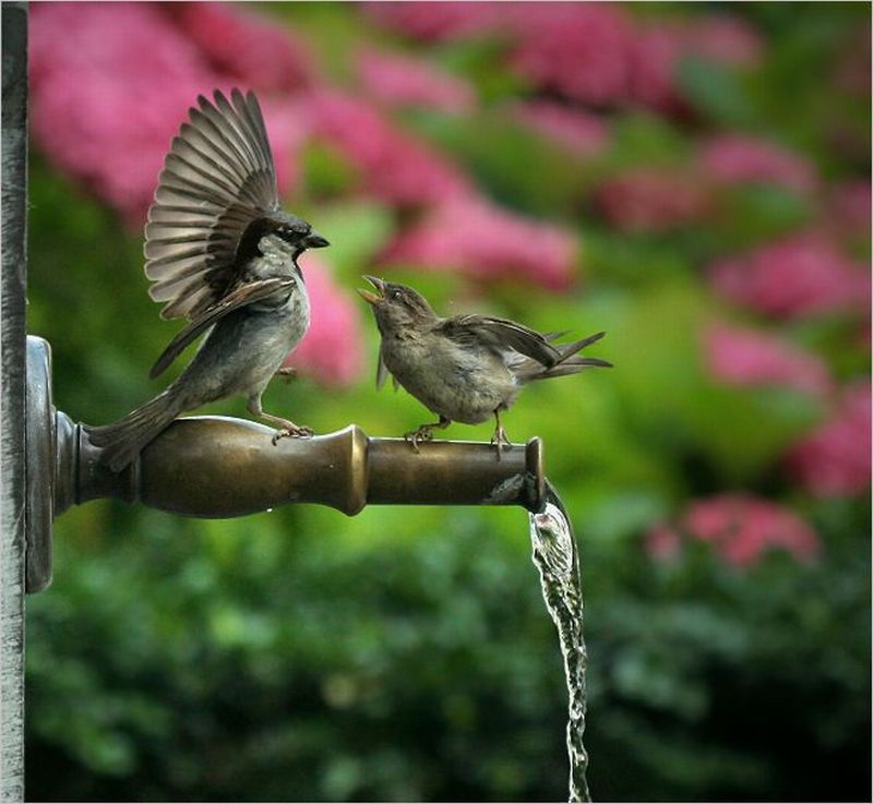 Поют весной птицы весело. Птица любви. Птицы поют. Птички любовь. Болтающая птица.