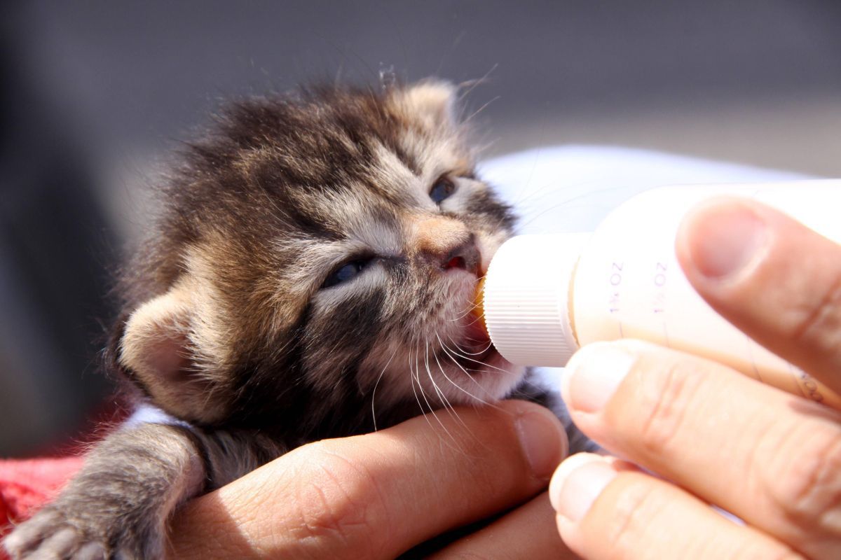 Можно кормить котят детскими смесями. Самые маленькие котята в мире фото. Маленькие котята которые только родились. Котята видео. Уход за котенком.