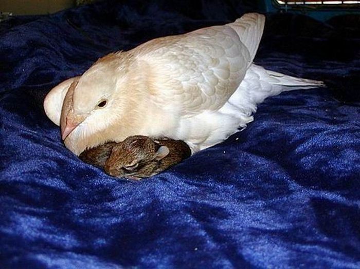 Горлица стала мамой для крольчат (4 фото)
