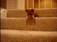 Боится спускаться с лестницы