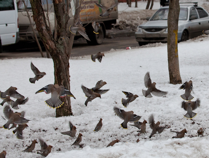 Какие птицы сейчас в москве. Стаи птиц в Санкт-Петербурге. Стаи птиц в Москве зимой. Птицы стаей в январе. Птицы в Москве сейчас.