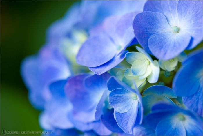 Красивые снимки цветов от Martin Bailey