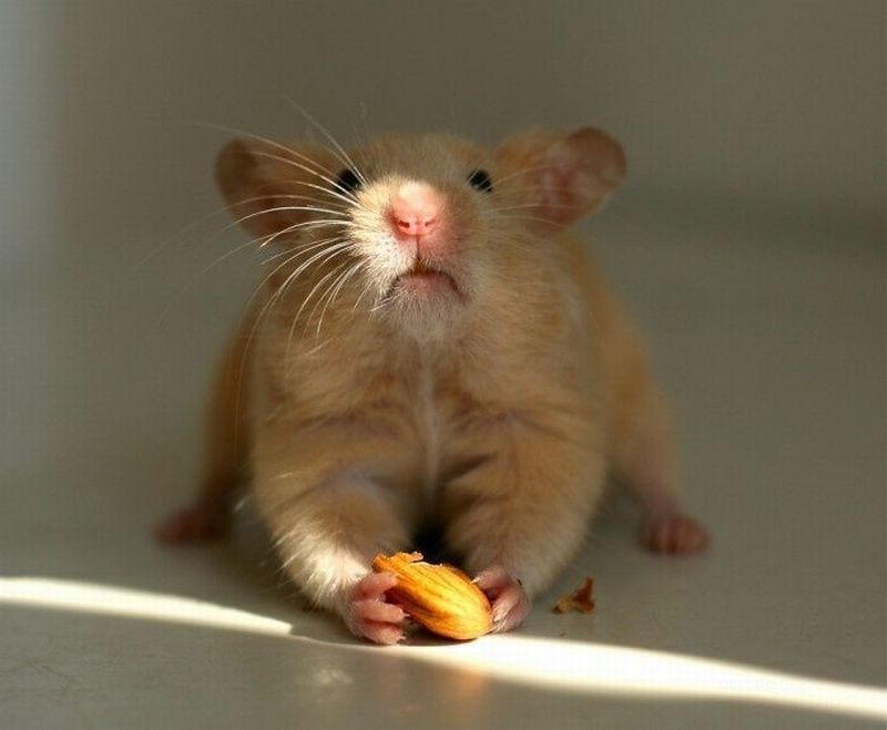 Почему хомяка назвали хомяком. Хомячки. Мышь животное. Мышка улыбается. Мышь в шоке.