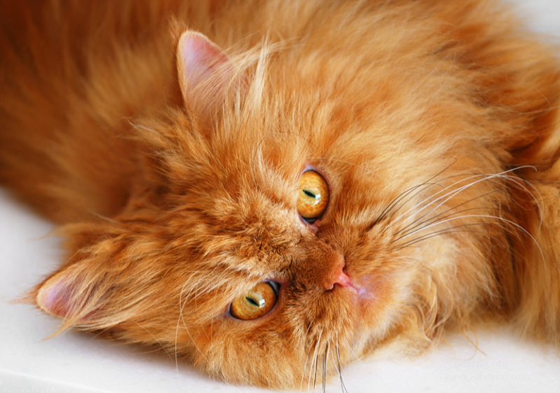 Пушистый рыжик. Длинношёрстная Персидская кошка рыжий. Британская длинношёрстная кошка рыжая. Персидско Сибирская кошка рыжая. Перс кошка рыжая.