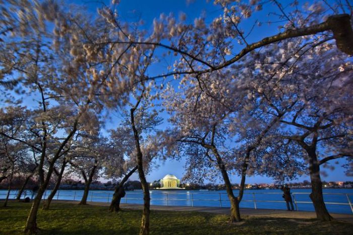 Цветение японской вишни в Вашингтоне