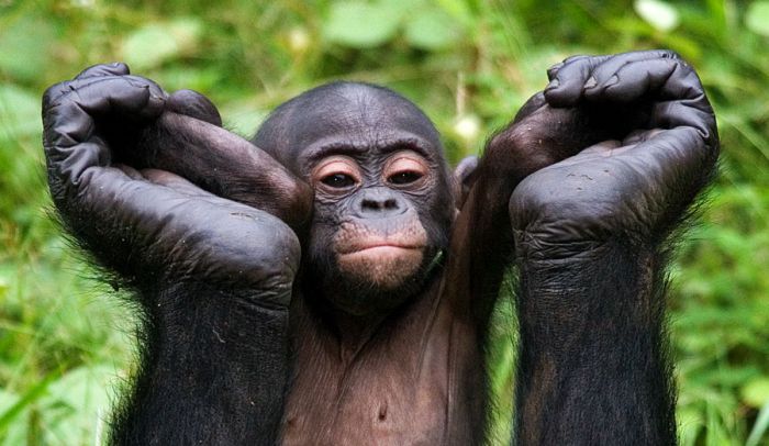Человекообразные обезьяны Бонобо