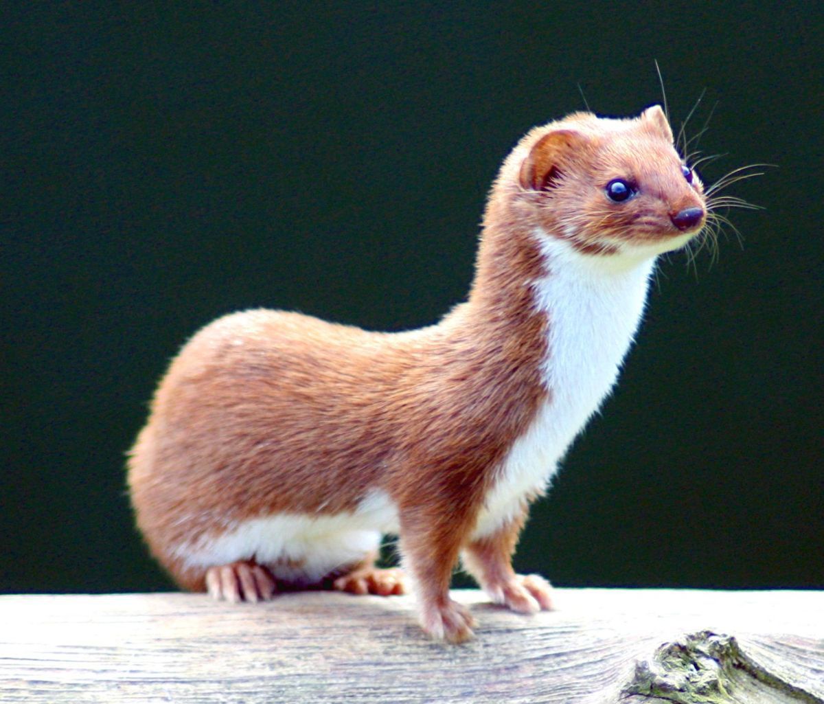 Какие животные длинные. Ласка (Mustela nivalis). Куница ласка горностай. Ласка норка хорёк горностай. Северокавказская ласка.