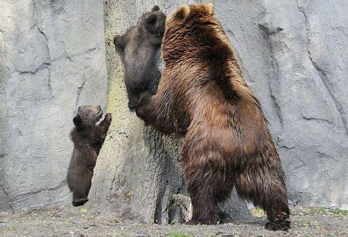Медведица учит медвежат (4 фото)