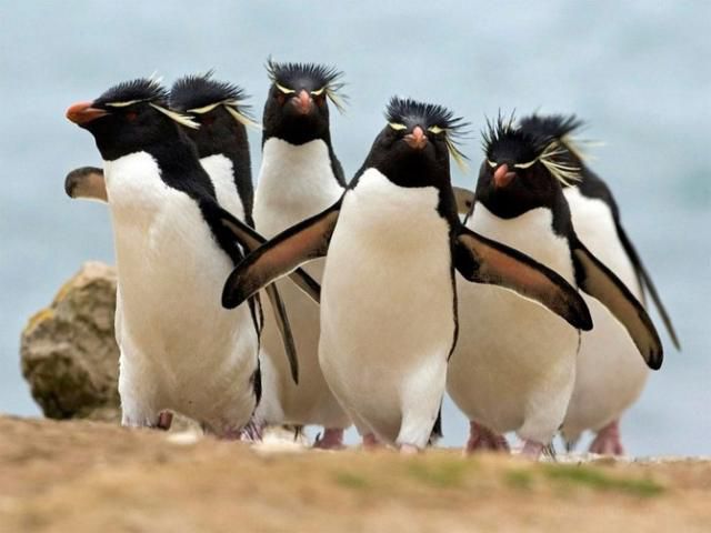 Удивительные животные - пингвины