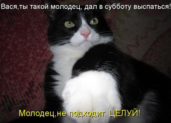 Котик молодец картинка