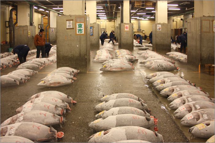 Рыбный рынок в Токио (16 фото)