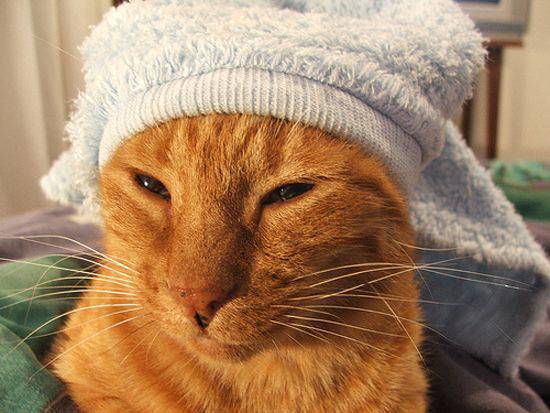 Прикольные коты в полотенцах