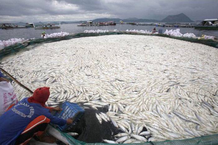 Массовый мор рыбы на Филиппинах
