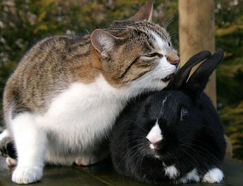 Cats secret. Кот обнимает зайца. Кот и кролик. Кот обнимает кролика. Кролик и кошка.