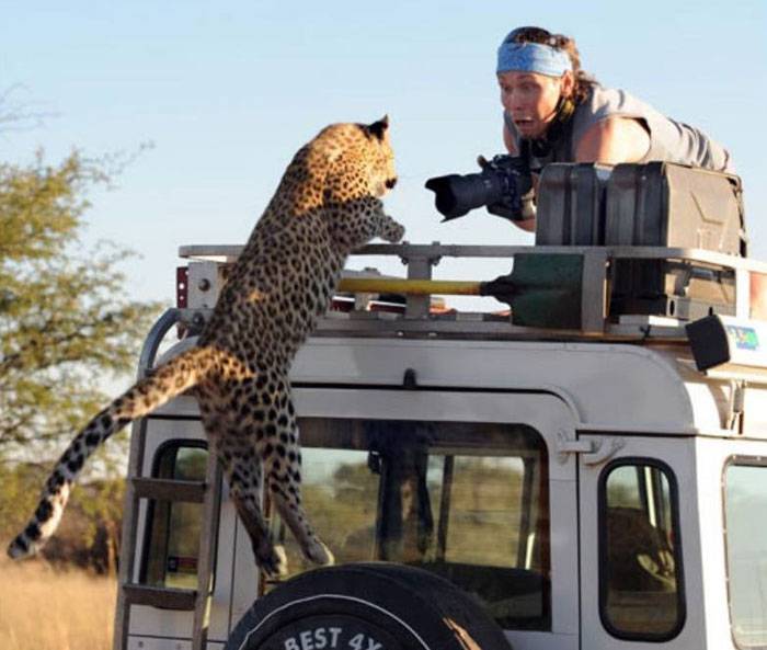 Как леопард напугал фотографов