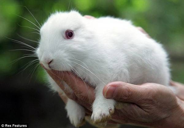 Кролики рожденные рядом с Фукусимой (5 фото)