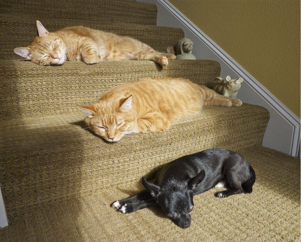 Где найти хорошего кота. Кот лежит. Кошки и собаки. Смешные кошки и собаки. Собака и котенок юмор.