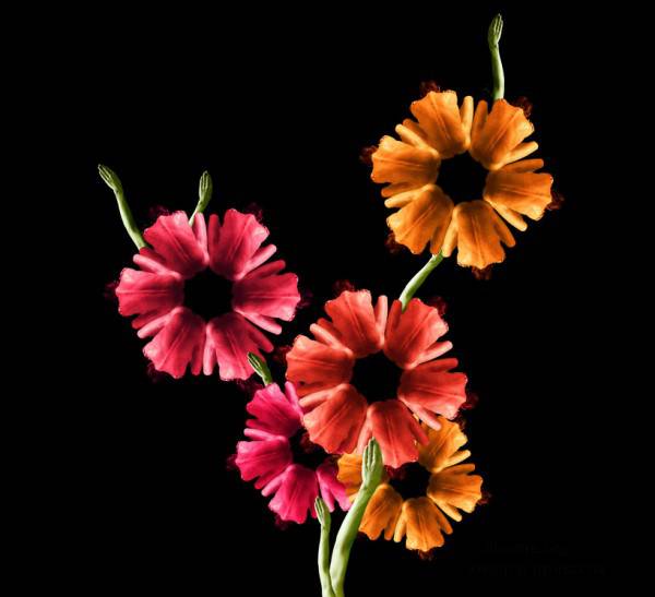 Девушки-цветы художницы Cecelia Webber