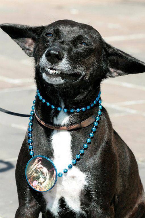 Собаки улыбаются (24 фото)