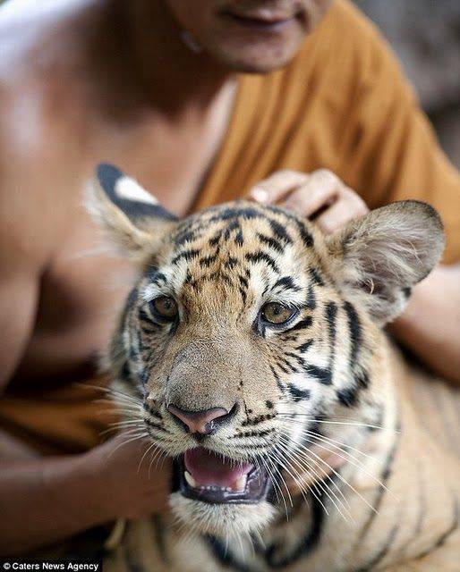 Дружба монахов с тиграми в Тайланде (5 фото)