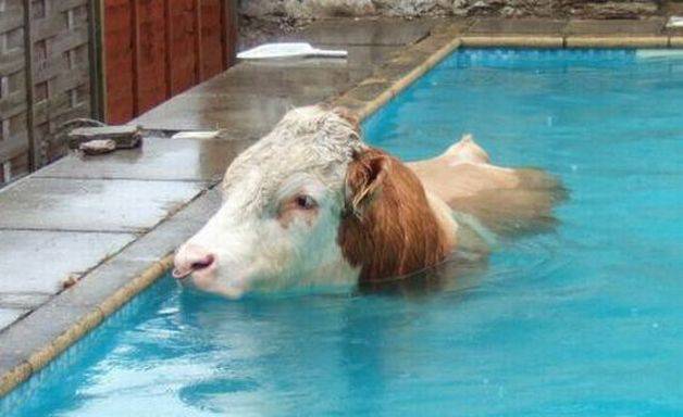 Если в ваш бассейн забрался бык