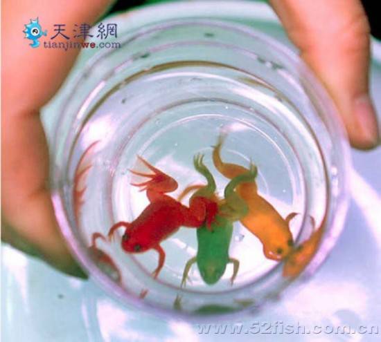 Необычные разноцветные лягушки