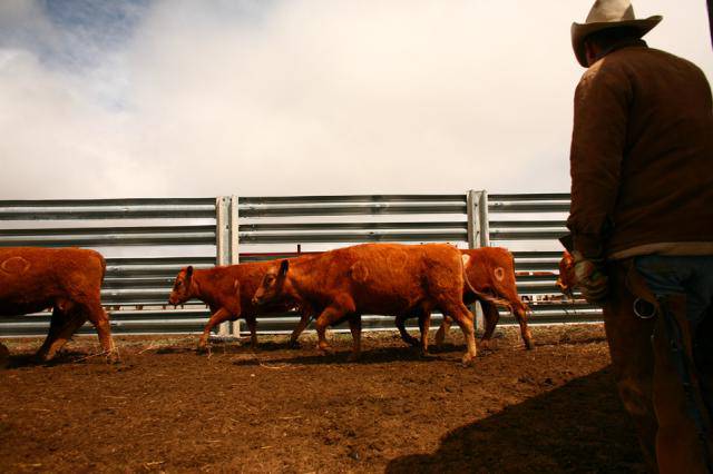 Клеймление скота на ранчо "Bledsoe"