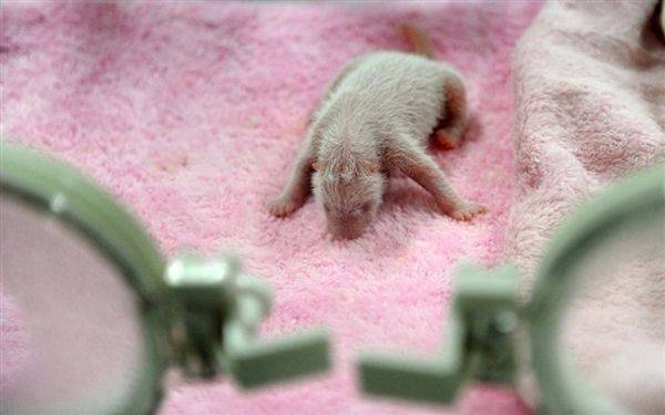 Новорождённые детёныши панды