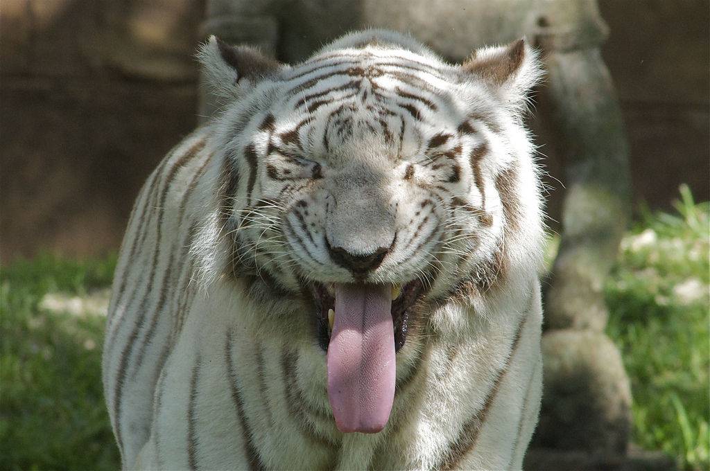 Включи язык зверей. Тигр с высунутым языком. Смешной тигр. Тигр с языком. Белый тигр смешной.