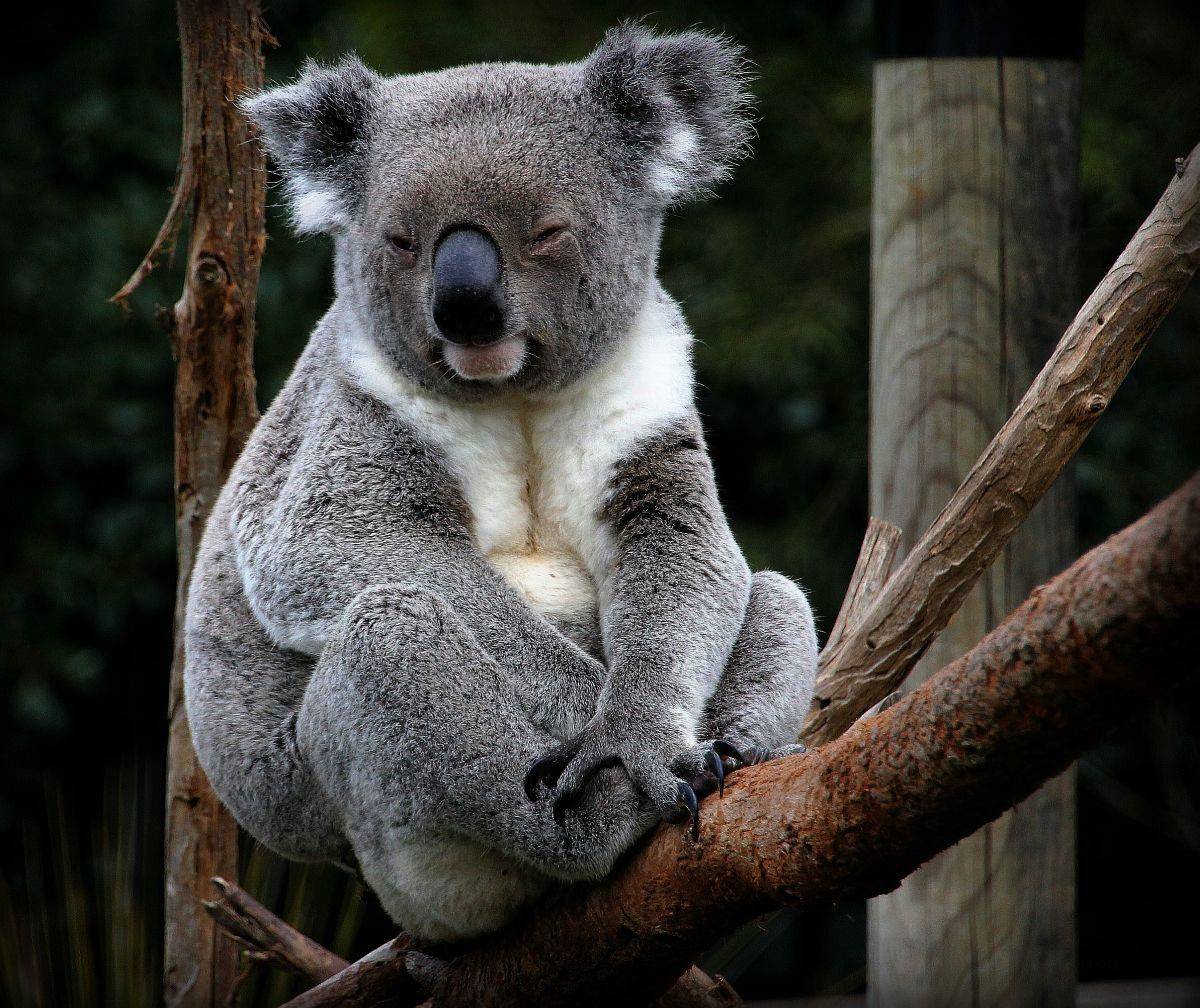 Коала стоя. Мишка коала. Мишка коала ест эвкалипт. Коала сумчатое. Сумчатая коала фото.