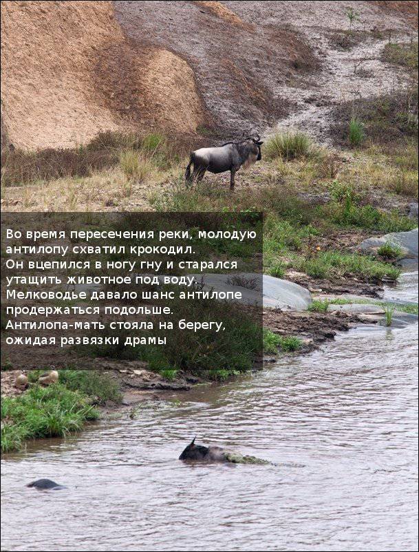 Спасение антилопы (11 фото)
