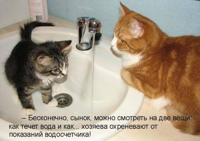 Оставь коту побольше воды картинка