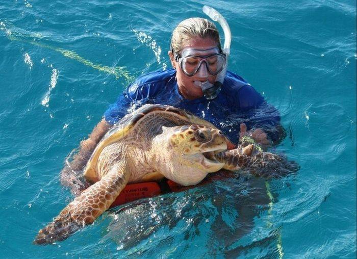 Морская черепаха против фугу