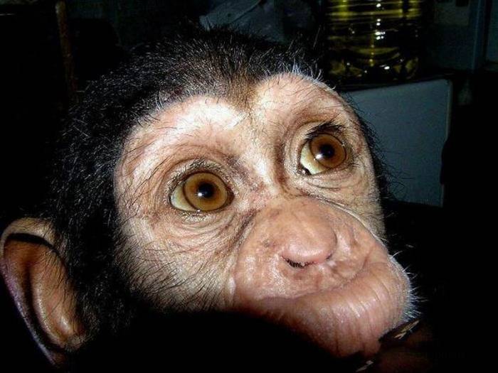 Детёныш шимпанзе нашел новую семью (29 фото)