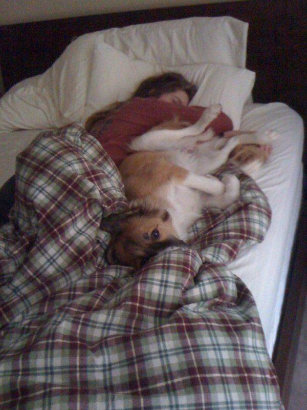 Почему собаки спят на кровати. Кровать для собаки.