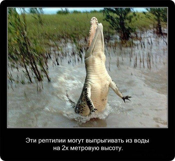 Интересные и познавательные факты о крокодилах (20 фото)