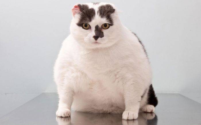 Ожиревшие животные (13 фото)